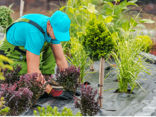 Landscapers in Canberra