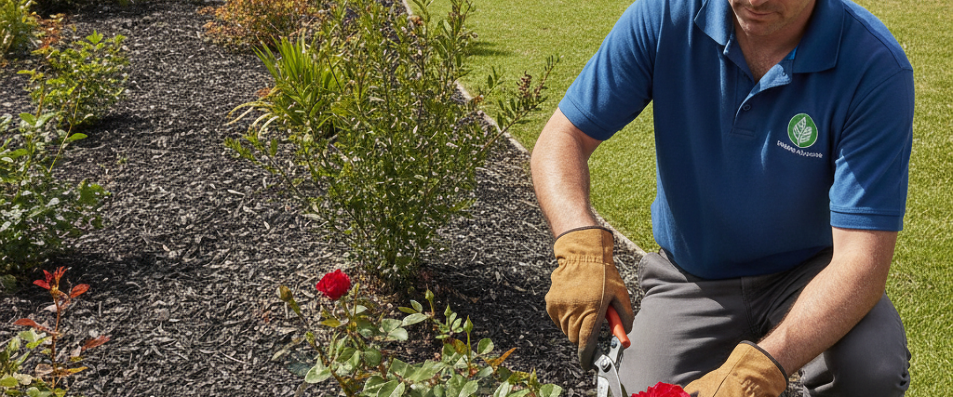A professional landscaper, wearing durable work gloves, kneels while providing home gardening services, meticulously pruning